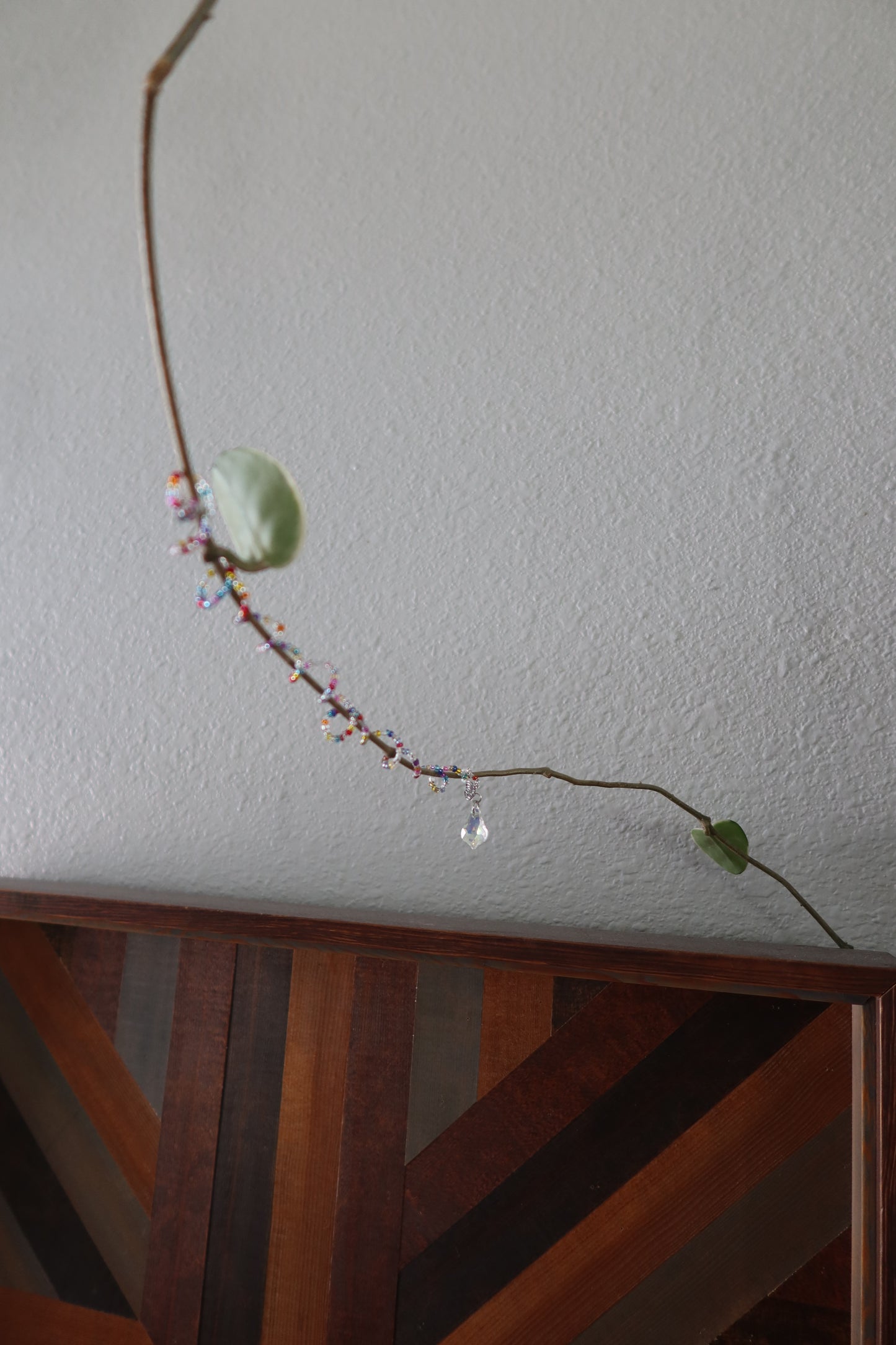 Sun Catcher Plant Wrap