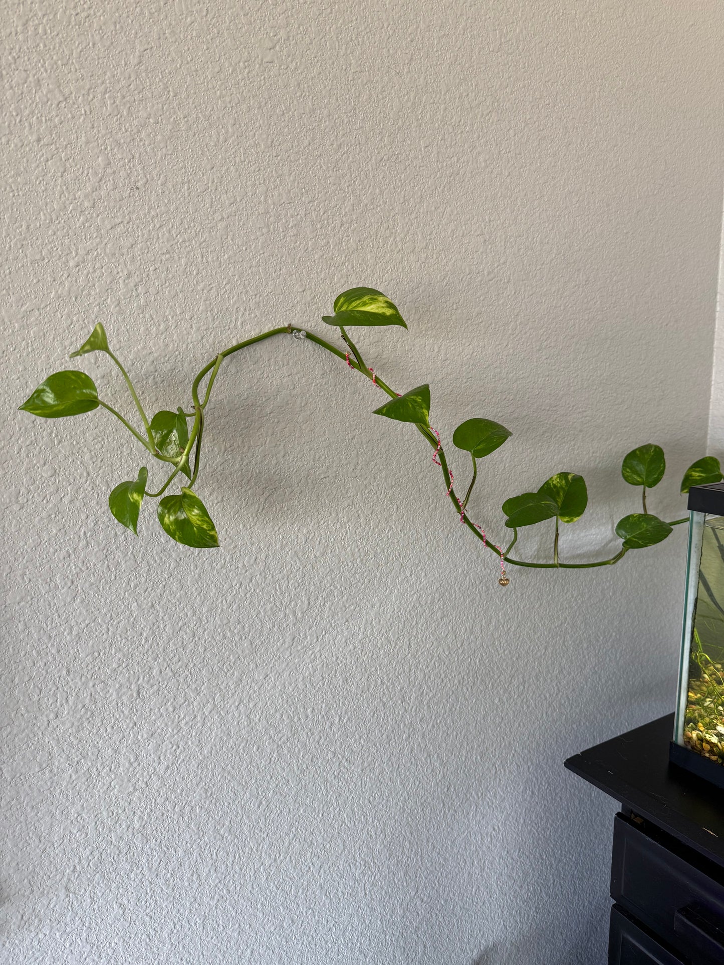 Silver Heart Plant Wrap 6/6 – Cupid's Collection
