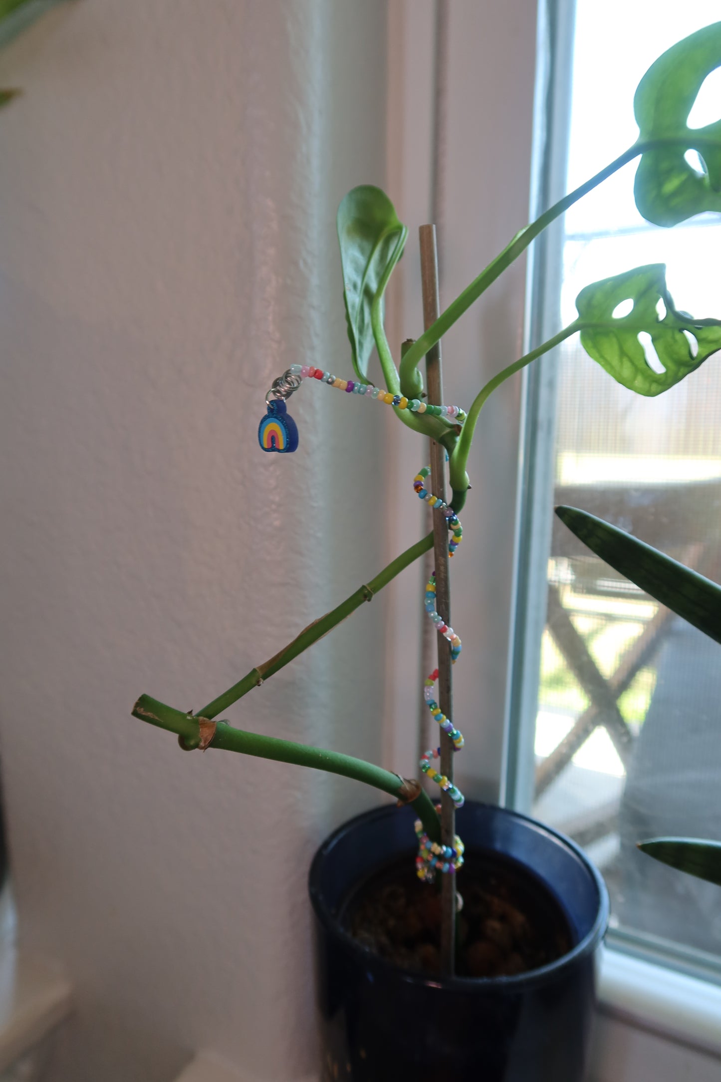 Rainbow Plant Wrap - Lucky Girl Collection