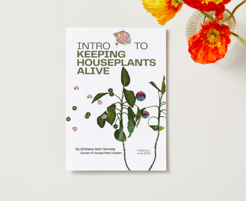 Intro to Keeping Houseplants Alive - ZINE