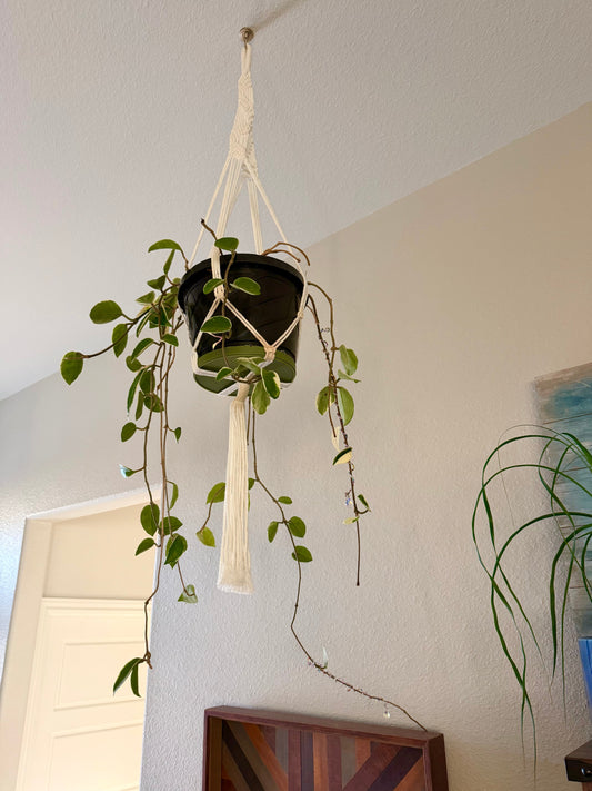 How I Style Hanging Plants in My Home (and Why They Make Such a Difference)