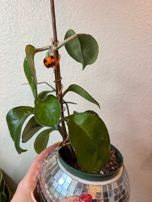 Jack-o'-lantern Pumpkin Plant Wrap