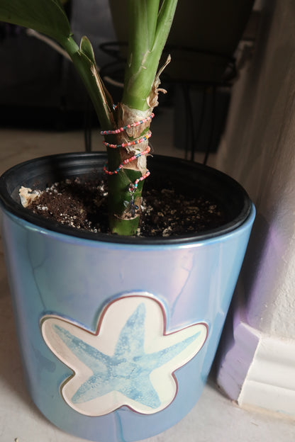 Starfish Plant Wrap - Ocean Club Collection
