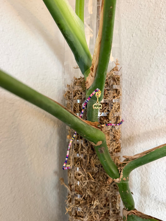 Horoscope Plant Wrap