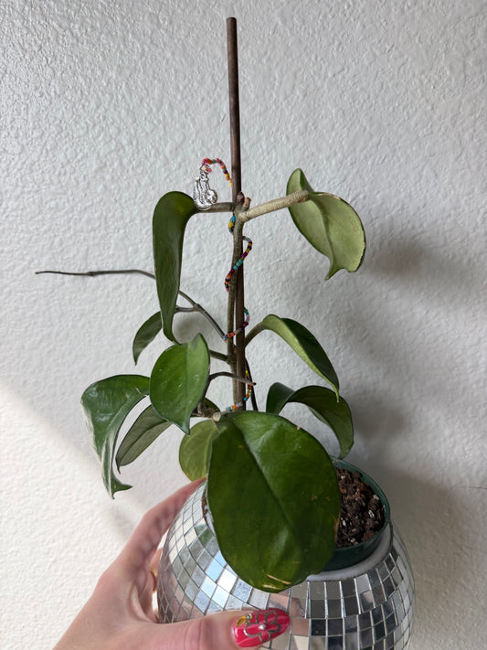 Sloth Plant Wrap