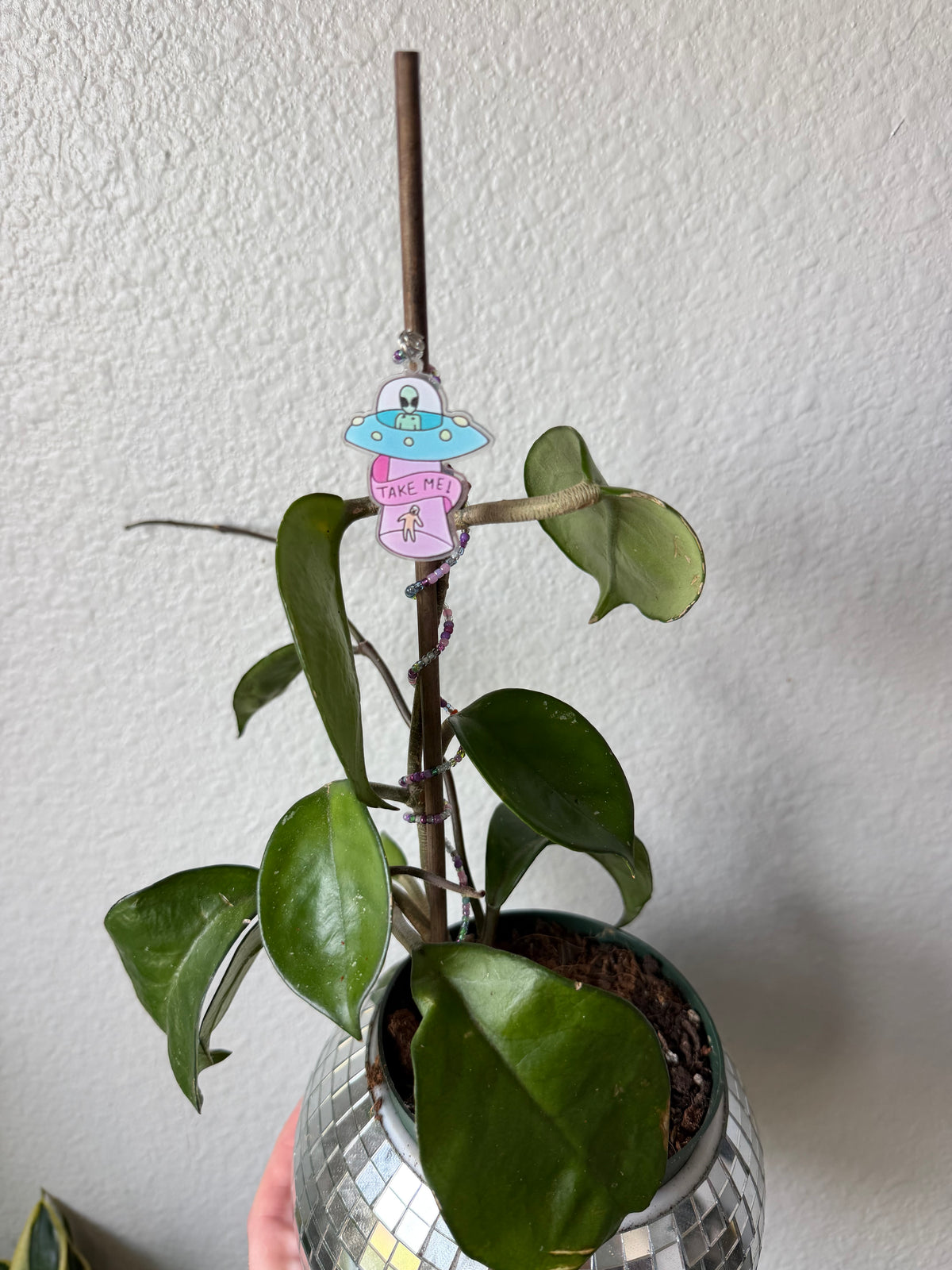 UFO Abduction Plant Wrap
