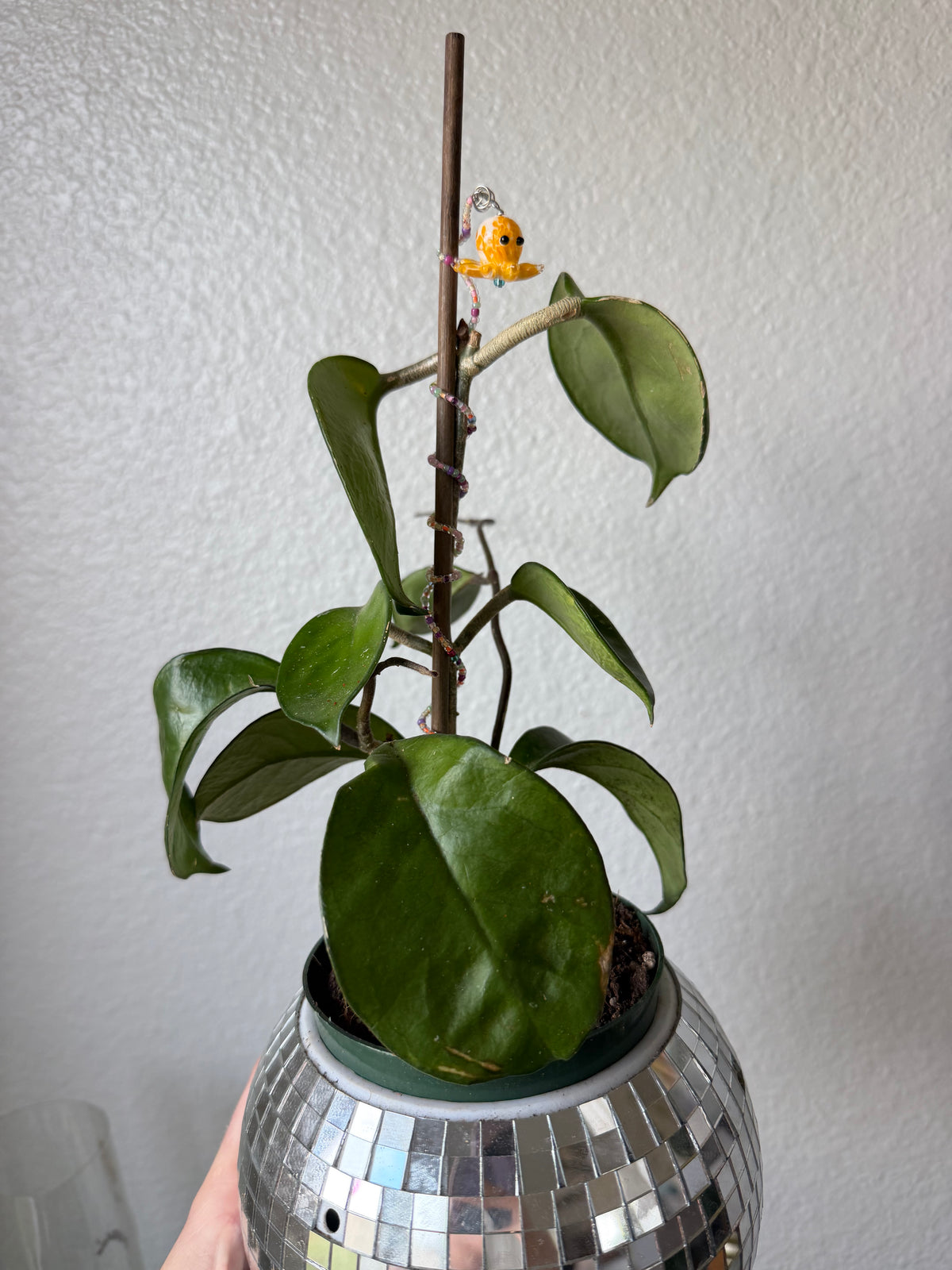 Octopus Plant Wrap