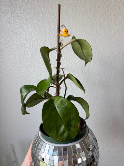 Octopus Plant Wrap