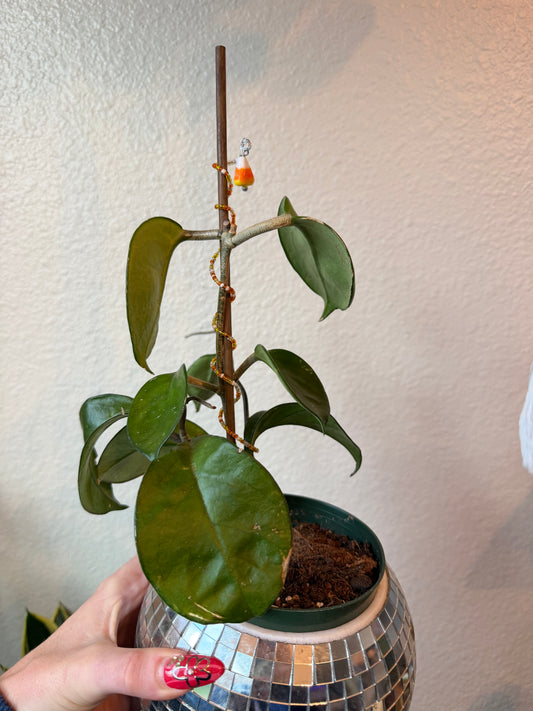 Candy Corn Plant Wrap