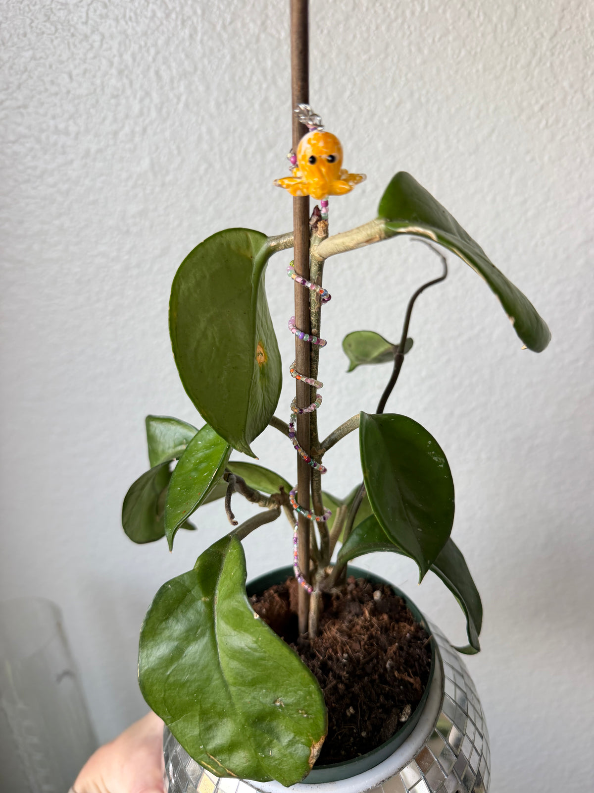 Octopus Plant Wrap