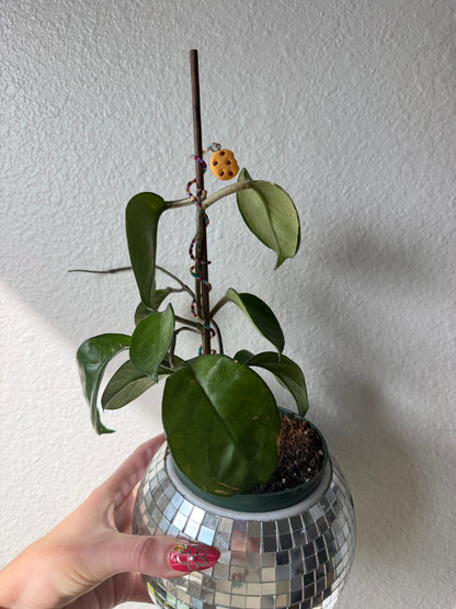 Chocolate Chip Cookie Plant Wrap