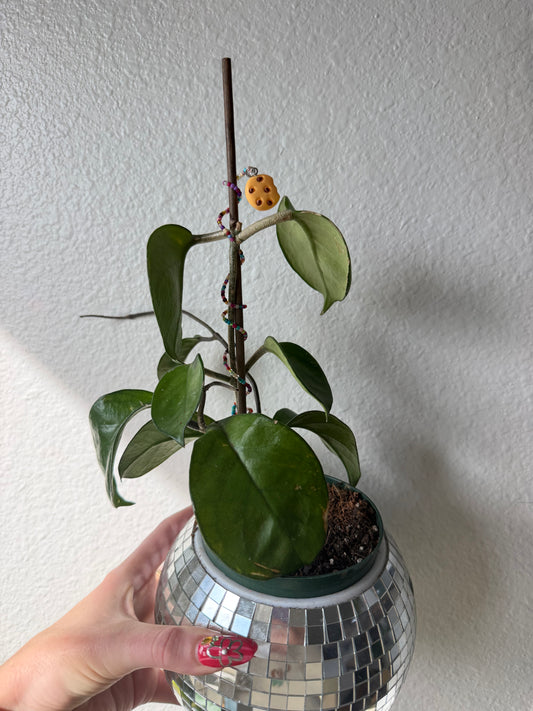 Chocolate Chip Cookie Plant Wrap