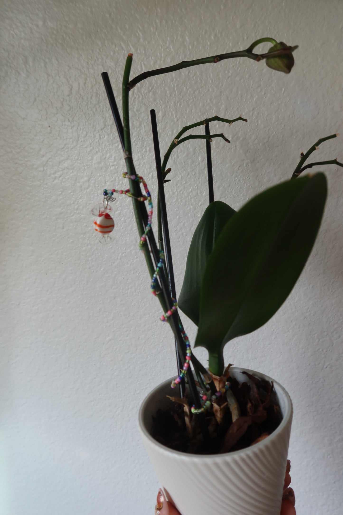 Glass Candy Plant Wrap - Winter Collection