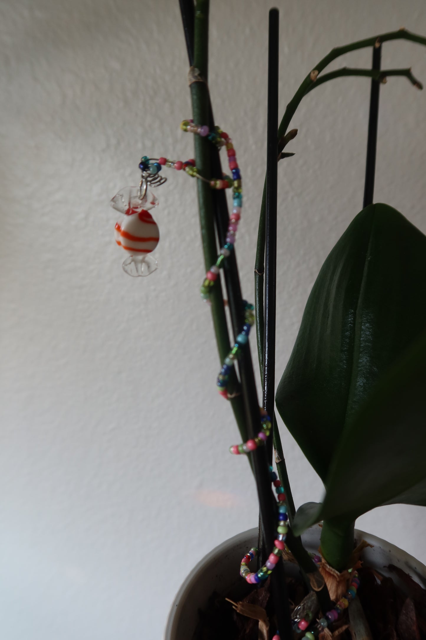 Glass Candy Plant Wrap - Winter Collection