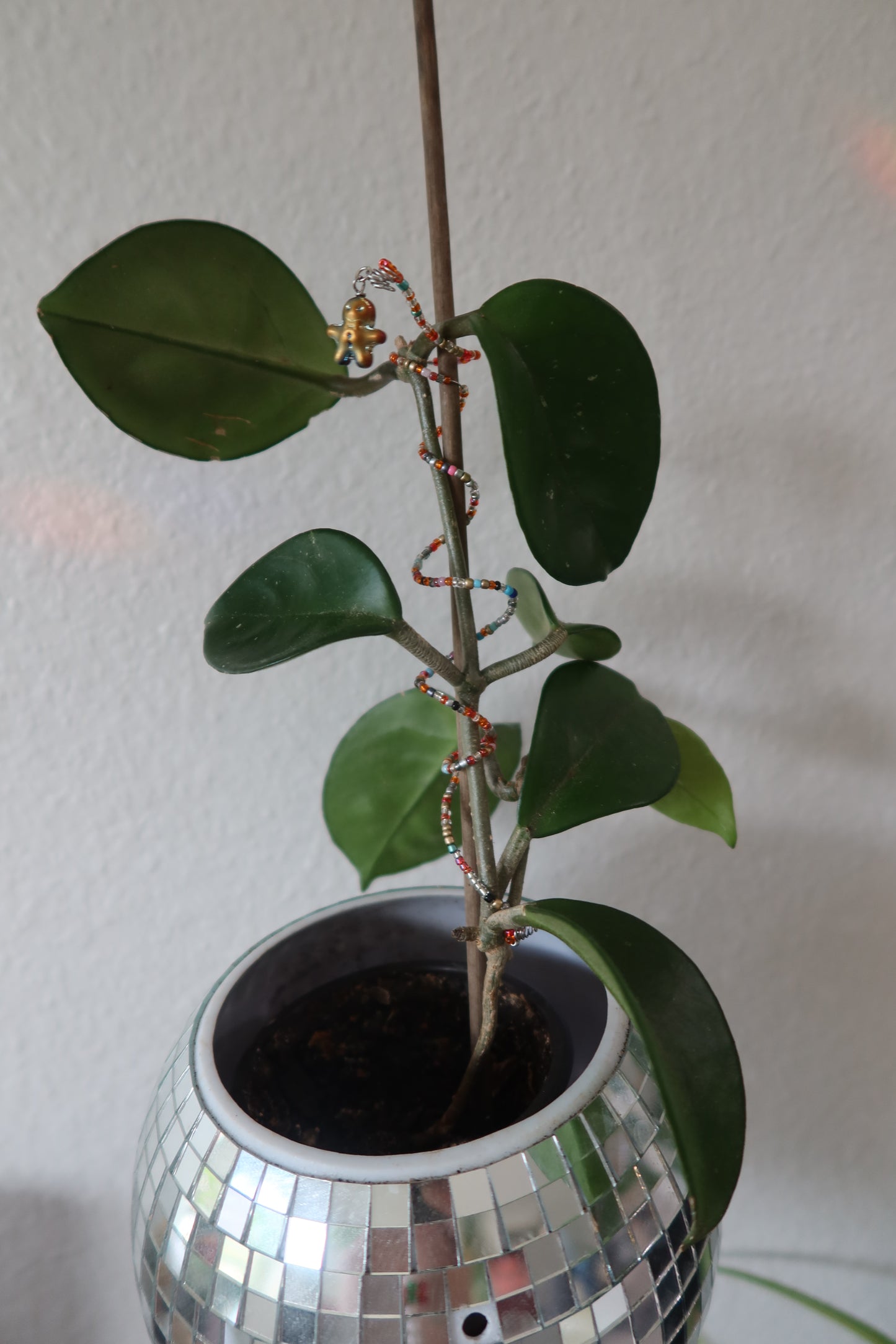 Gingerbread Man Plant Wrap - Winter Collection