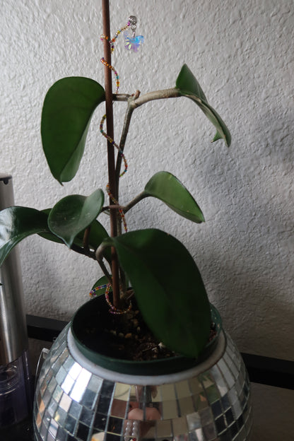 Sun Catcher Plant Wrap