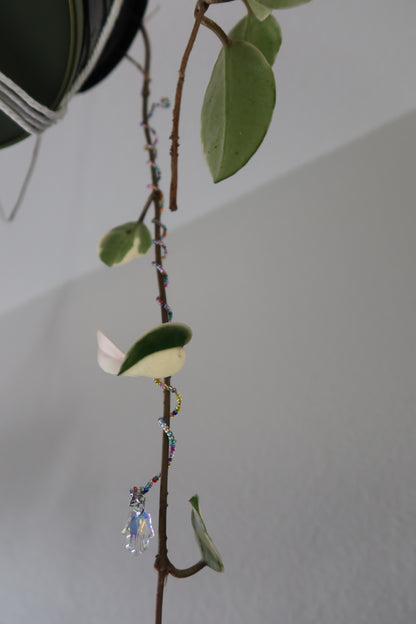 Sun Catcher Plant Wrap